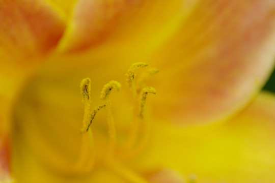 花蕊