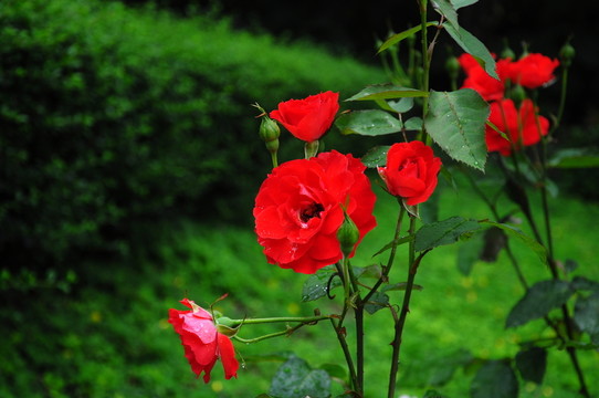 月季花