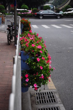 街邊鮮花