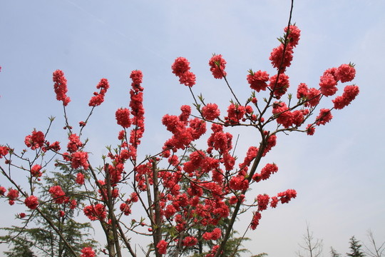 紅色花朵