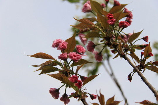紅色鮮花