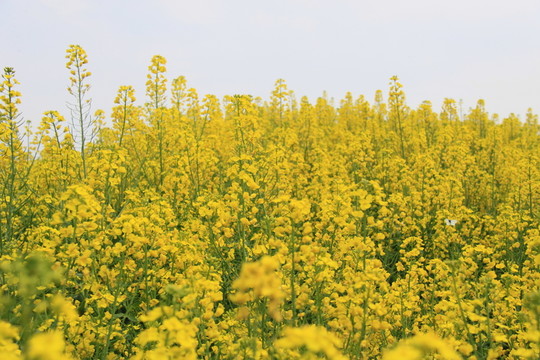 油菜花