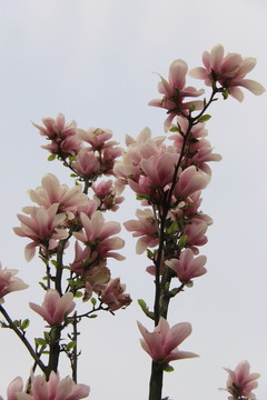 玉蘭花