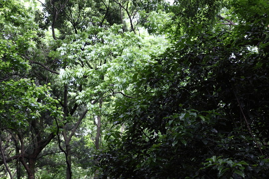 枝葉