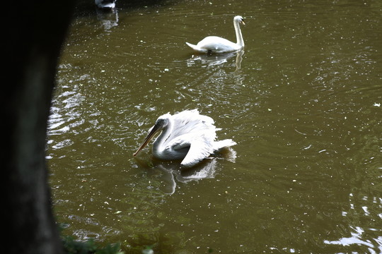 水鳥 鵜鶘