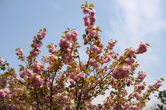 櫻花