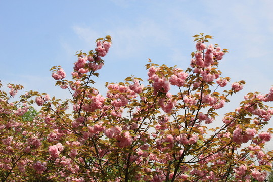櫻花