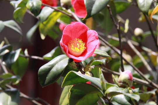 茶花