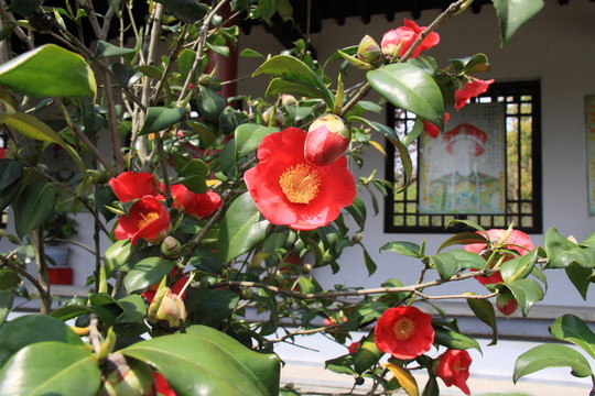 茶花