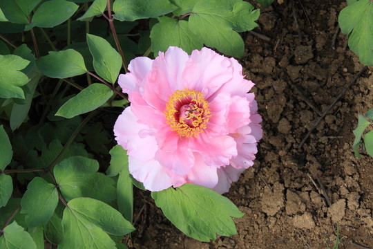 粉紅牡丹花