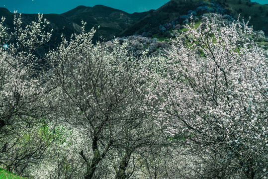 土爾根 杏花溝
