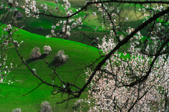 土爾根 杏花溝