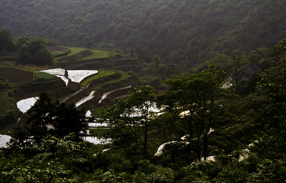 田園