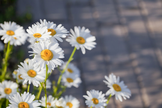 路邊的雛菊