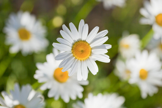 小花