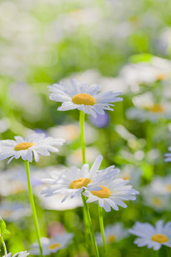 小花