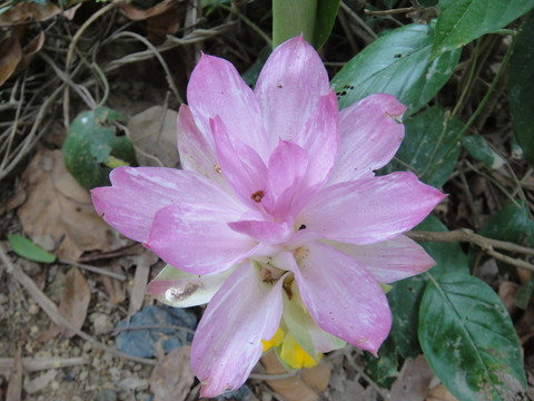 山姜花
