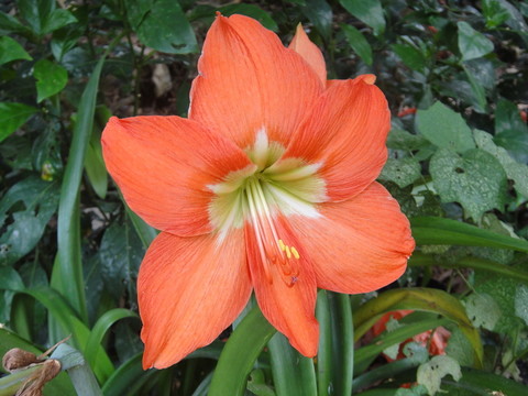 水仙花