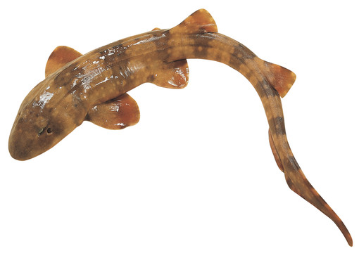鯊魚仔
