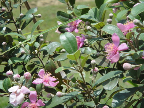 稔子花
