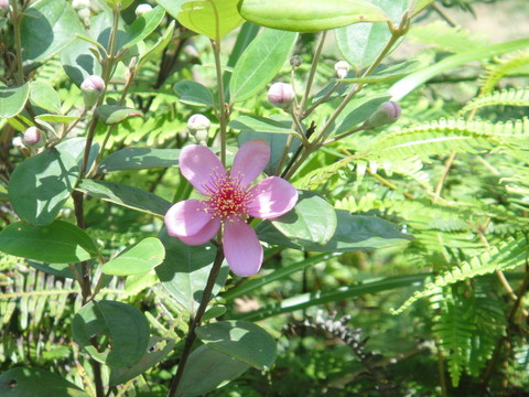 稔子花