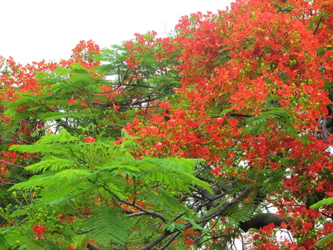 紅花 綠葉