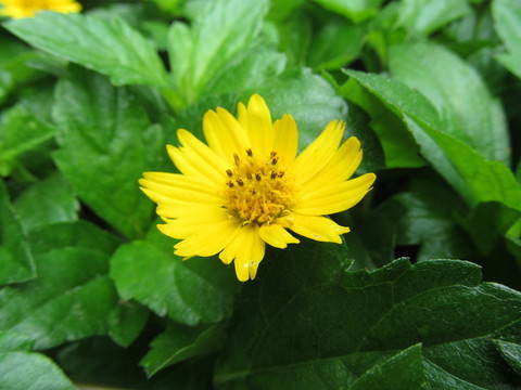 野菊花