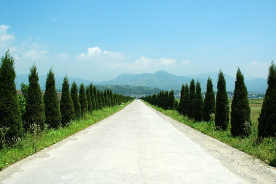 公路綠化