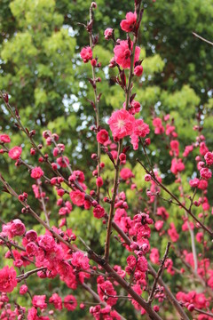 紅梅花