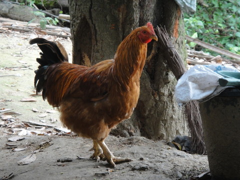 小雞