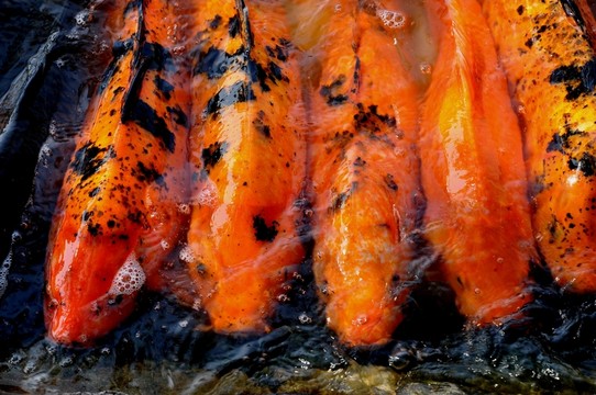 鯉魚