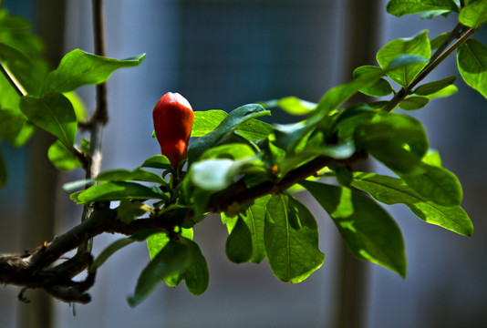 一點(diǎn)紅