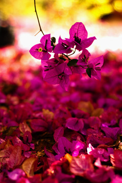 三角梅 落花滿地