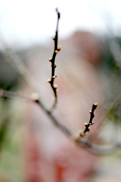 梅花