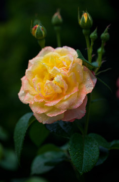 月季花