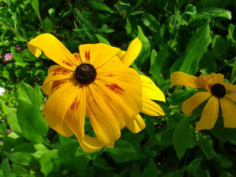 黑心菊