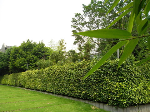 園林景觀