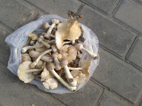 小收獲