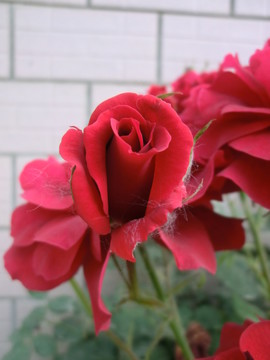 紅色月季