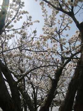千樹萬樹杏花開