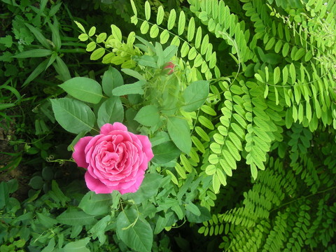 綠葉紅花