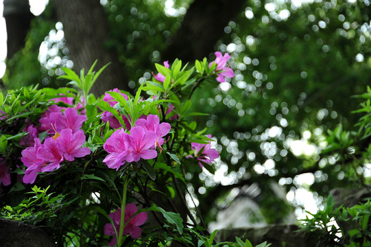 杜鵑花