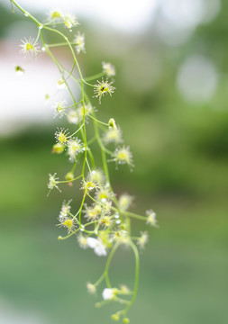 野花