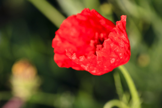 天山紅花