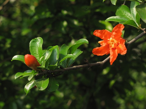石榴花開