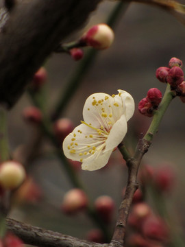 白梅花
