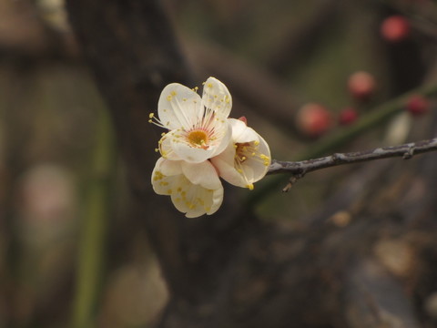 白梅花