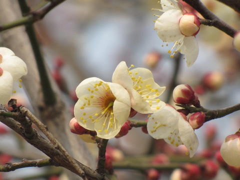 白梅花