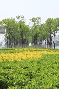 城市道路綠化