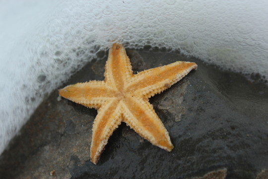 海星